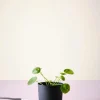 Jotex Ruukut^GUNNEBO Ruukku ø 14 Cm