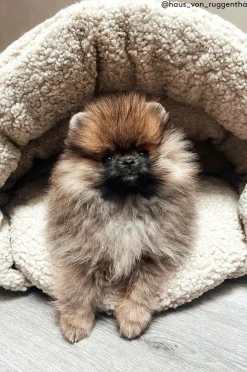 Jotex Koiran Peti/Kissan Peti^TEDDY Koiran Peti/kissan Peti